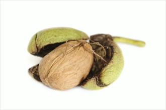 Persian walnut (Juglans regia), walnut on a white background