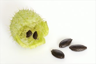 Prickly cucumber or hedgehog cucumber (Echinocystis lobata), fruits and seeds on a white background