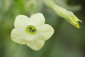 Ornamental tobacco or Brazilian tobacco (Nicotiana langsdorfii), flower, native to Brazil,