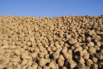 Harvested sugar beet (Beta vulgaris ssp. vulgaris var. altissima), sugar beet harvest,