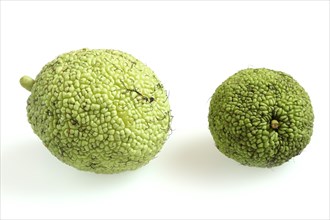 Hedge apple (Maclura pomifera), fruit on a white background