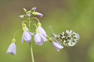 Orange tip (Anthocharis cardamines) on cuckoo flower (Cardamine pratensis), North Rhine-Westphalia,