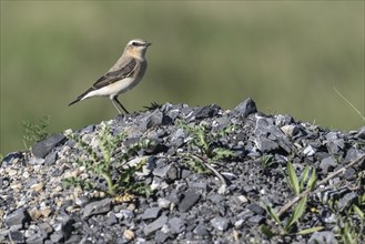 Northern wheatear (Oenanthe oenanthe), Emsland, Lower Saxony, Germany, Europe