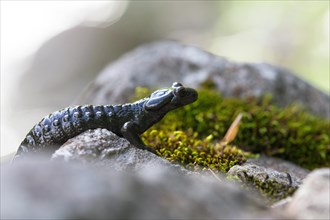 Alpine salamander (Salamandra atra), on stone with moss, Hohenschwangau, Allgaeu, Bavaria