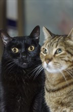 Close-up of two adorable cats, one brown and the other black, looking at the camera