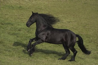 Friesian, Friesian horse