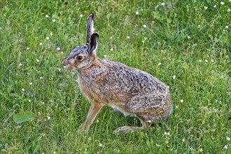 A brown hare (Lepus europaeus) sits on a green meadow surrounded by grass and small flowers,