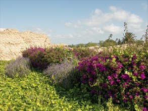 Purple flowers and green plants in front of a ruined wall under a blue sky with some clouds, Purple