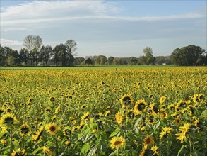 Wide field of sunflowers under a clear sky, surrounded by trees in the background, blooming yellow