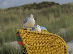 Two seagulls sitting on a yellow beach chair, quiet dune landscape in the background, colourful