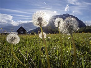 Common dandelion (Taraxacum), behind the Grimming, near Irdning, Ennstal, Styria, Austria, Europe