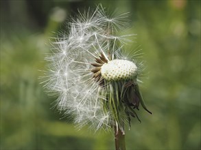 Common dandelion (Taraxacum), close-up with focus stacking, near Ratten, Styria, Austria, Europe