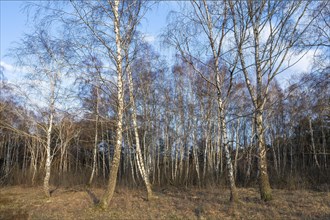 Downy birches (Betula pubescens) in winter, warm evening light, Lower Saxony, Germany, Europe