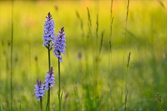 Moorland spotted orchid (Dactylorhiza maculata), flowering wild orchid, Lower Rhine, North