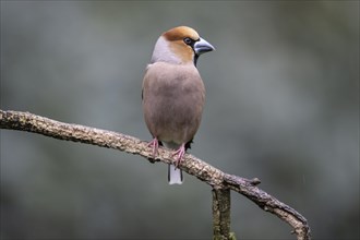 Hawfinch (Coccothraustes coccothraustes), Emsland, Lower Saxony, Germany, Europe