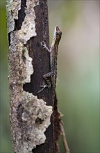 Osa Anolis (Anolis osa) sitting on a tree trunk, camouflage, Tortuguero National Park, Costa Rica,