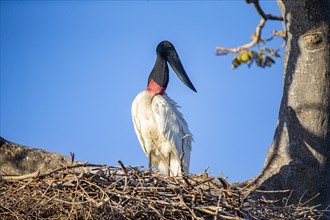 Jabiru (Jabiru mycteria) Pantanal Brazil