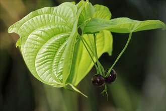 Zanzibar yam root or Zanzibar yam (Dioscorea sansibarensis), leaves and tubers