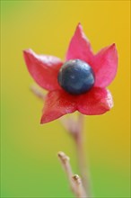 Japanese clerodendrum or Chinese clerodendrum (Clerodendrum trichotomum), fruiting stem, native to