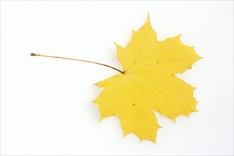 Norway maple or Norway maple (Acer platanoides), leaf in autumn on a white background