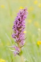 Western marsh orchid (Dactylorhiza majalis), inflorescence, North Rhine-Westphalia, Germany, Europe