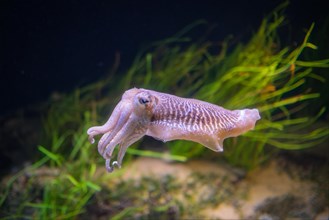 The Common (European) Cuttlefish (Sepia officinalis) underwater in sea, cephalopod, related to