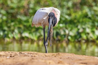 Jabiru (Jabiru mycteria) Pantanal Brazil