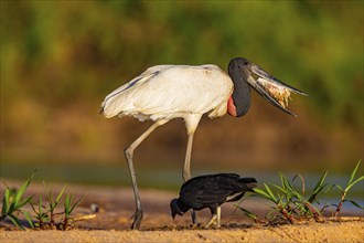 Jabiru (Jabiru mycteria) Pantanal Brazil