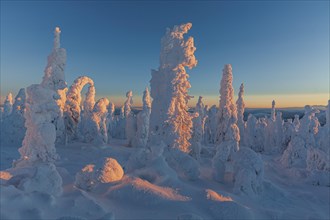 Snow-covered trees in the evening light, Arctic, Taiga, Alaska, USA, North America