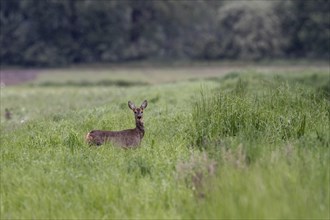 European roe deer (Capreolus capreolus), Emsland, Lower Saxony, Germany, Europe