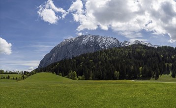 Meadow area at the edge of the forest, behind the Grimming, near Irdning, Styria, Austria, Europe