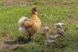 Silk hen with Wyandotte chick, hen, Wittorf, Samtgemeinde Bardowick, Lower Saxony, Germany, Europe
