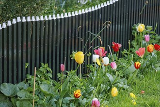 A colourful spring garden with a black fence and colourful tulip flowers in full bloom, old houses
