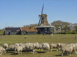Many sheep in a meadow with a mill in the background, hollum, ameland, the netherlands