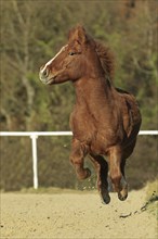 Icelandic, Icelandic horse