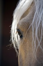 Andalusian, Andalusian horse, Antequerra, Andalusia, Spain, eye, Europe