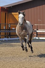 Andalusian, Andalusian horse