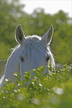 Andalusian, Andalusian horse, Antequera, Andalusia, Spain, Europe