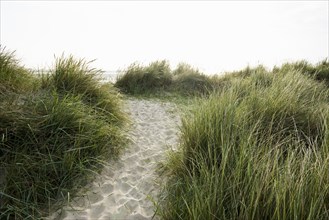 Marram grass (Ammophila arenaria) on dune and beach, Wadden Sea, Schillig, Wangerland, East Frisia,