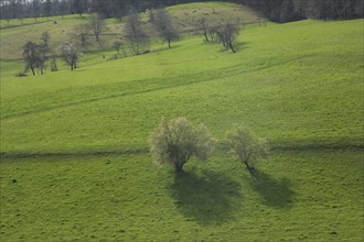 Landscape at Schoenberg with sheep, Schoenberg, Baden-Wuerttemberg, Germany, Europe