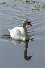 Mute swan (Cygnus olor), mirror image, Boize, Boizenburg, Mecklenburg-Western Pomerania, Germany,
