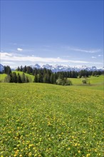 View of the Allgaeu Alps, dandelion meadow, snow, forest, Ostallgaeu, Buching, Allgaeu, Bavaria,