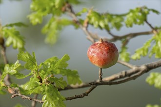 Gall, gall apple on oak (Quercus), Common oak gall wasp (Cynips quercusfolii), Lower Saxony,