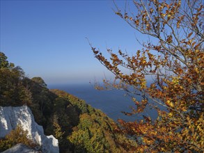 Autumn leaves in front of a panoramic view of the sea with a bright blue sky and cliffs, autumn