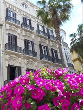 Historic building with black balconies and lush pink flowers flanked by tall palm trees, blossom