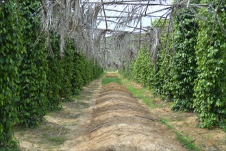 Rows of Black pepper plant or piper nigrum supported with trellises with palm leaf as sun shade in