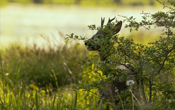 Roebuck (Capreolus capreolus), eating, bushes, Lower Austria