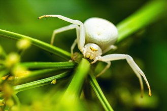 Flower Crab Spider, Misumena, spider ob yellow flower