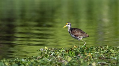 Northern jacana (Jacana spinosa), female standing on floating plants in the water, Tortuguero