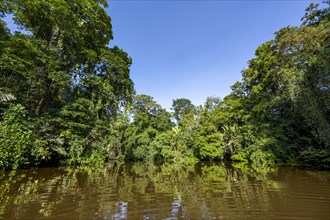 Dense rainforest and river landscape, green vegetation in the tropical rainforest reflected in the